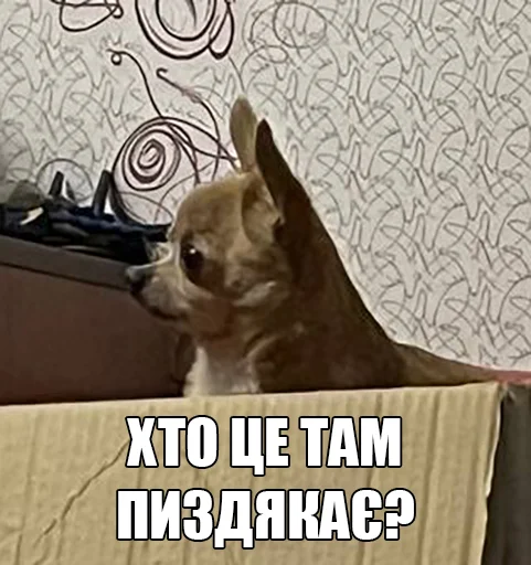 🤨 Стикер «МурМарсік» для Telegram
