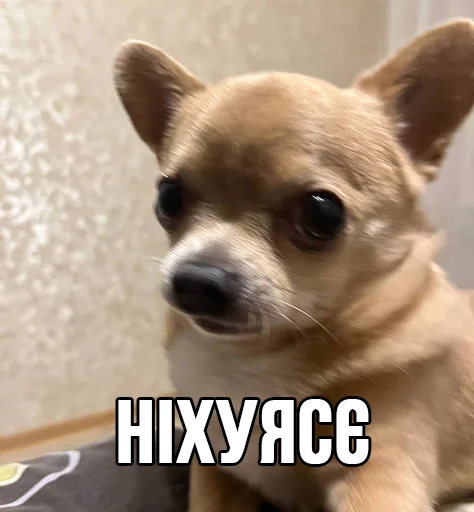 🙄 Стикер «МурМарсік» для Telegram