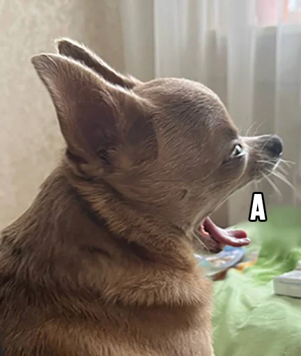 😩 Стикер «МурМарсік» для Telegram