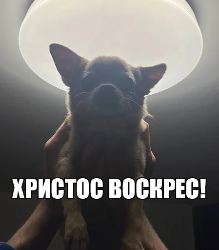 🍞 Стикер «МурМарсік» для Telegram