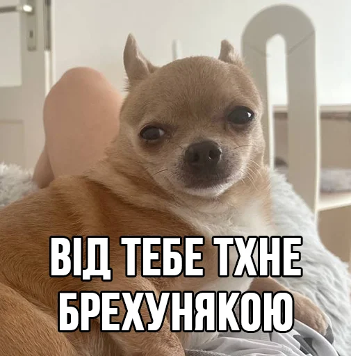 👃 Стикер «МурМарсік» для Telegram