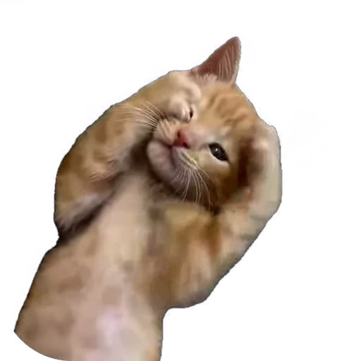 😹 Стикер «мур мур» для Telegram