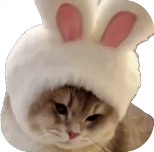 🐱 Стикер «мур мур» для Telegram