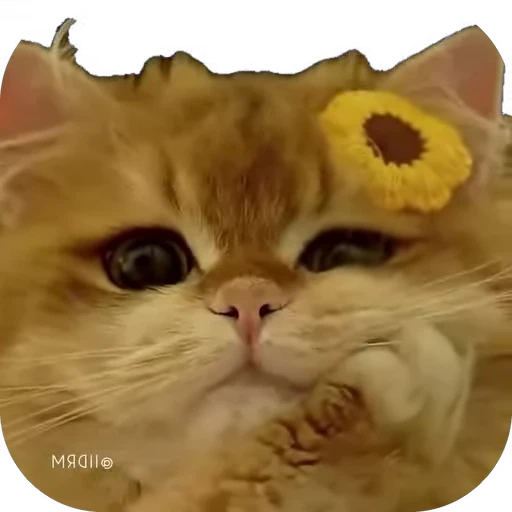 😻 Стикер «мур мур» для Telegram