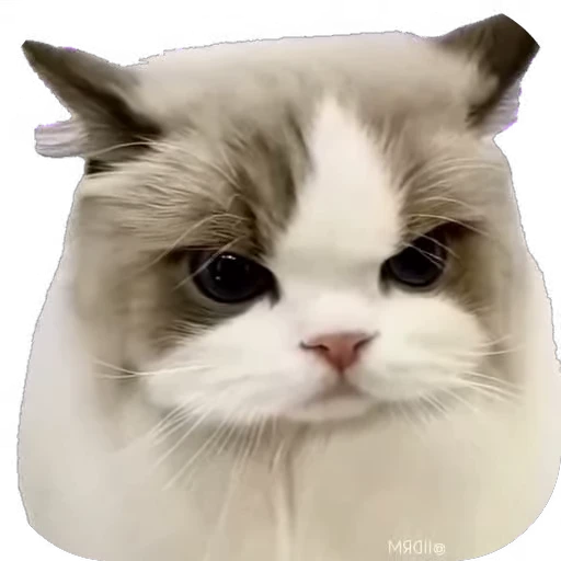 😠 Стикер «мур мур» для Telegram