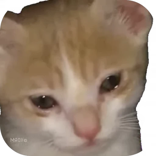 🥺 Стикер «мур мур» для Telegram