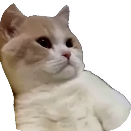 🐱 Стикер «мур мур» для Telegram