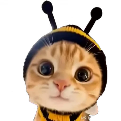 🐱 Стикер «мур мур» для Telegram