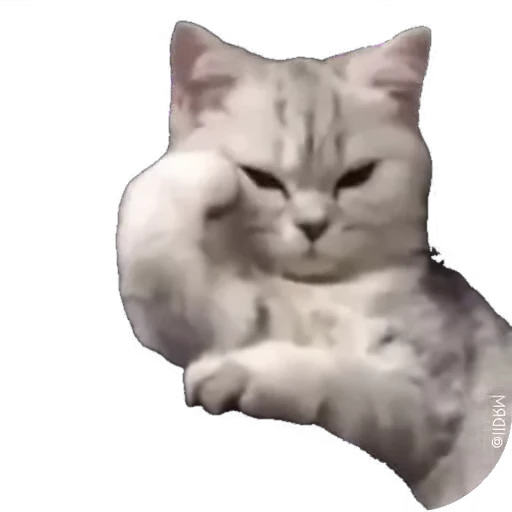 😹 Стикер «мур мур» для Telegram
