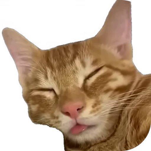 😂 Стикер «мур мур» для Telegram