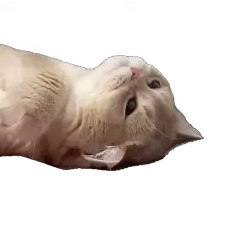 🐱 Стикер «мур мур» для Telegram