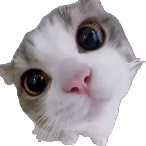 🙀 Стикер «мур мур» для Telegram