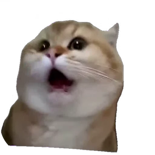 😂 Стикер «мур мур» для Telegram