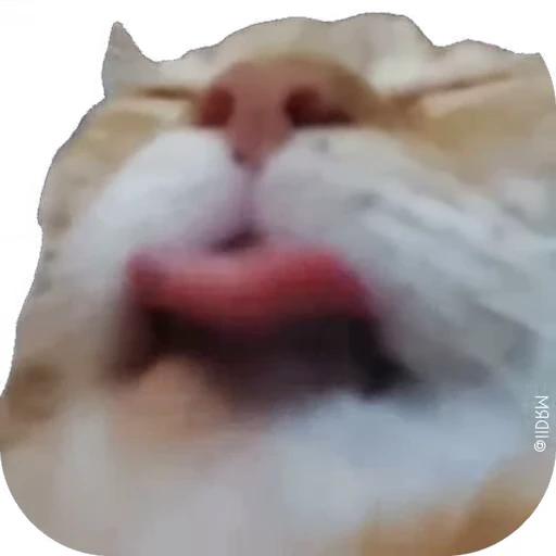 😜 Стикер «мур мур» для Telegram