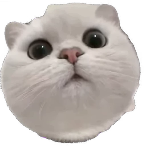 😳 Стикер «мур мур» для Telegram