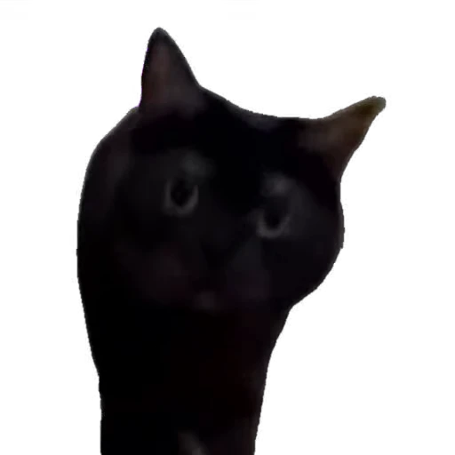🐱 Стикер «мур мур» для Telegram