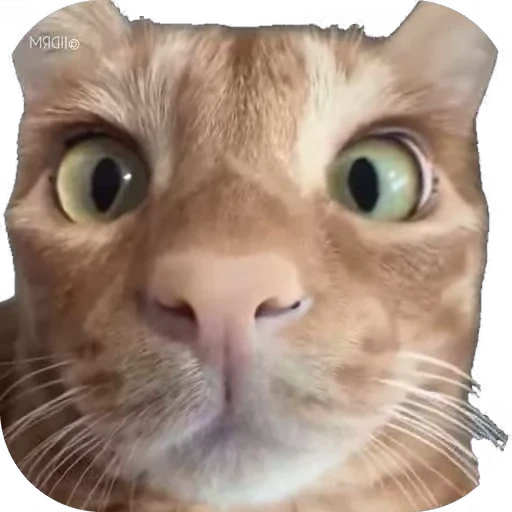 😳 Стикер «мур мур» для Telegram