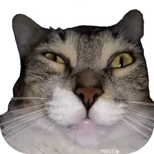 🥴 Стикер «мур мур» для Telegram