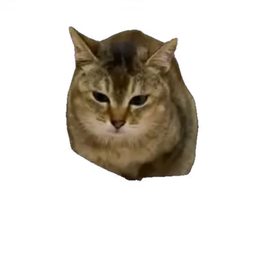 🐱 Стикер «мур мур» для Telegram
