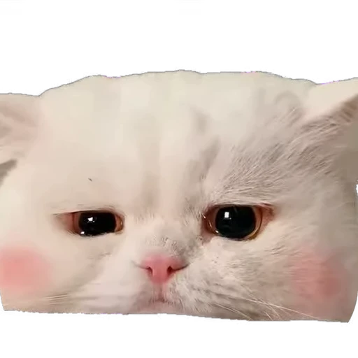 🥺 Стикер «мур мур» для Telegram