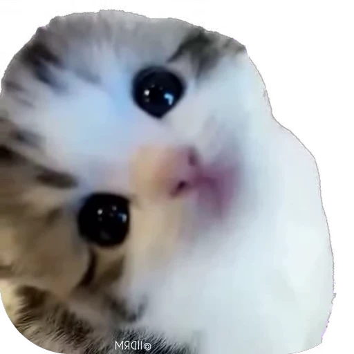 🐱 Стикер «мур мур» для Telegram