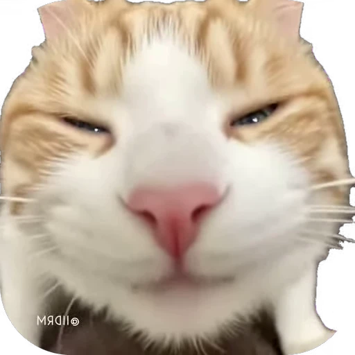 😌 Стикер «мур мур» для Telegram