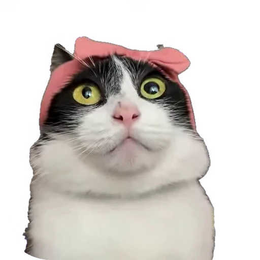 🙀 Стикер «мур мур» для Telegram