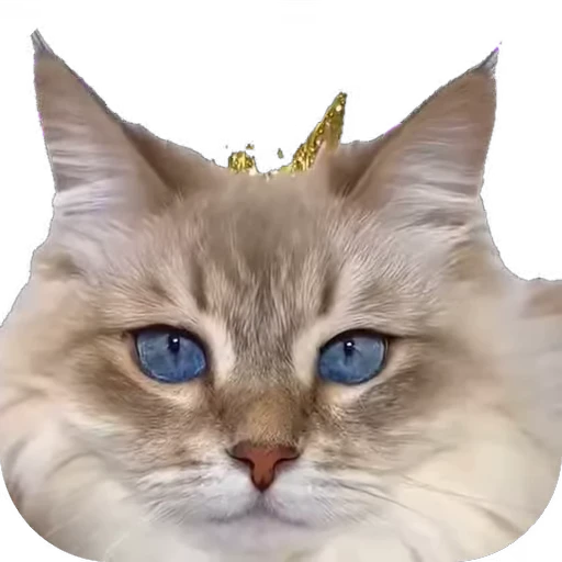 😻 Стикер «мур мур» для Telegram