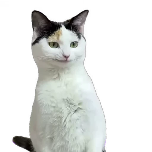🐱 Стикер «мур мур» для Telegram