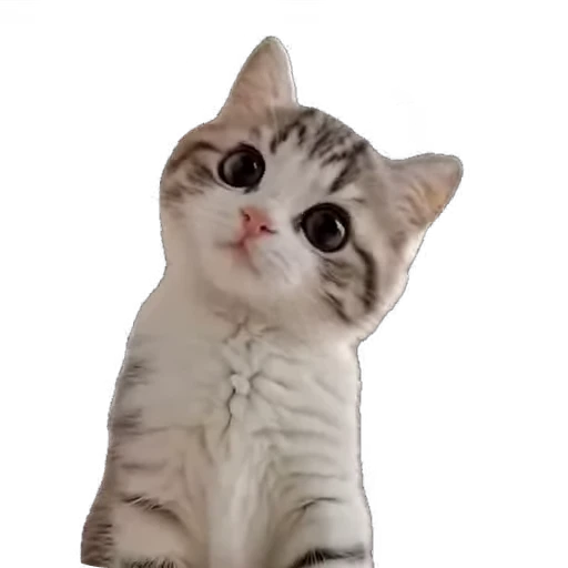 😻 Стикер «мур мур» для Telegram