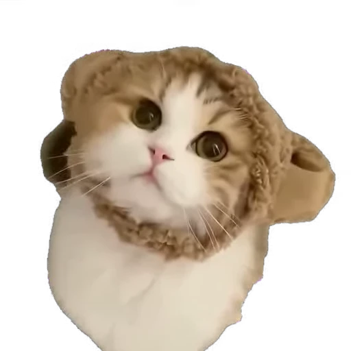 😻 Стикер «мур мур» для Telegram