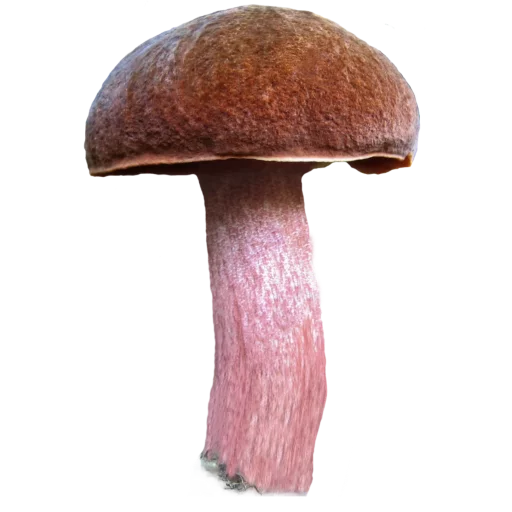 🍄 Стикер «Грибной pack» для Telegram