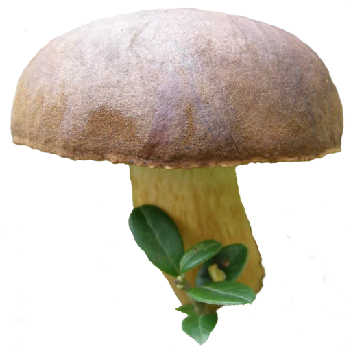 🍄 Стикер «Грибной pack» для Telegram