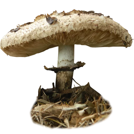 🍄 Стикер «Грибной pack» для Telegram