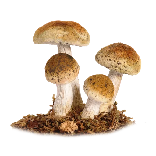🍄 Стикер «Грибной pack» для Telegram
