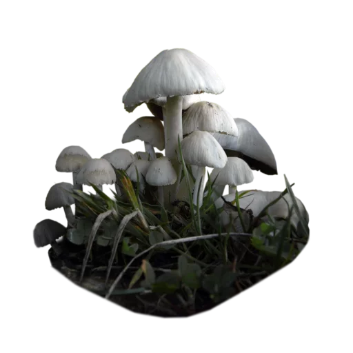 🍄 Стикер «Грибной pack» для Telegram
