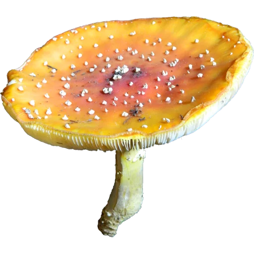 🍄 Стикер «Грибной pack» для Telegram