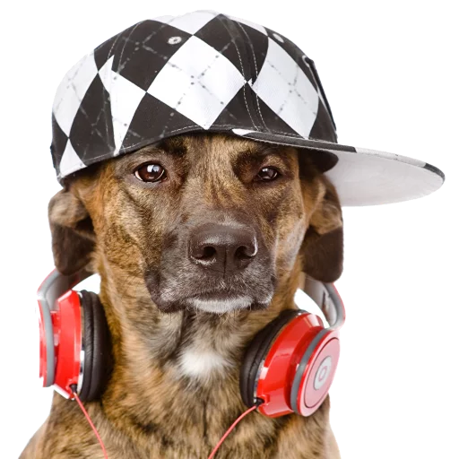 🎧 Стикер «Music Animals» для Telegram