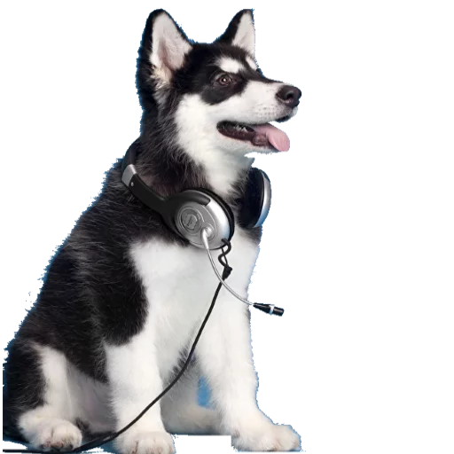 🎧 Стикер «Music Animals» для Telegram