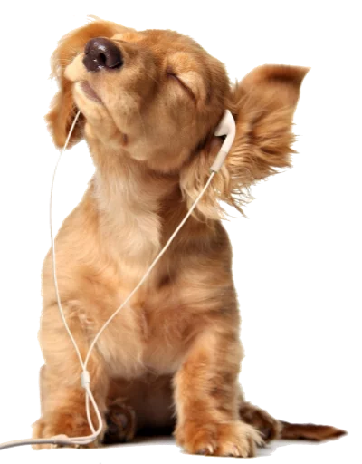 🎧 Стикер «Music Animals» для Telegram