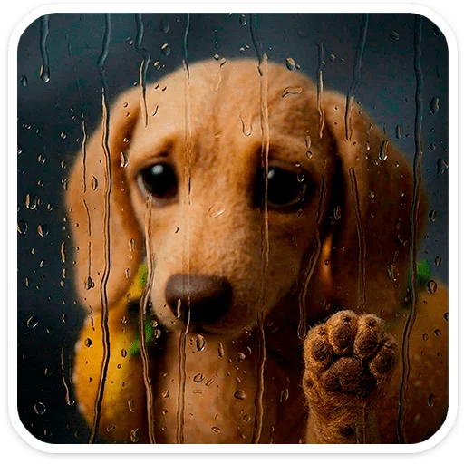 🐶 Стикер «Горчуня» для Telegram