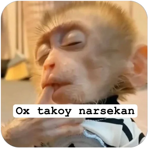 🫥 Стикер «Muxammed 0» для Telegram