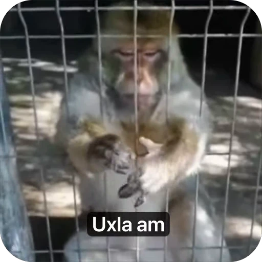 🌟 Стикер «Muxammed 0» для Telegram