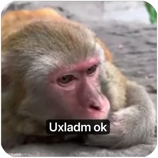 🙁 Стикер «Muxammed 0» для Telegram