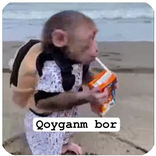 🧃 Стикер «Muxammed 0» для Telegram