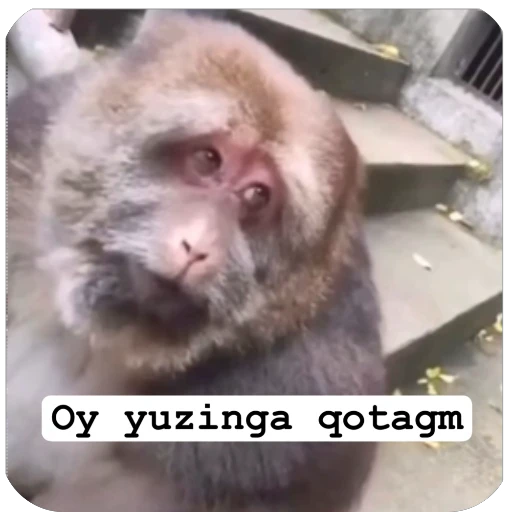 🌟 Стикер «Muxammed 0» для Telegram