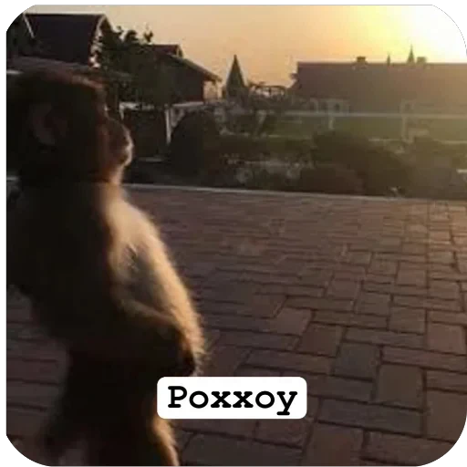 🌟 Стикер «Muxammed 0» для Telegram