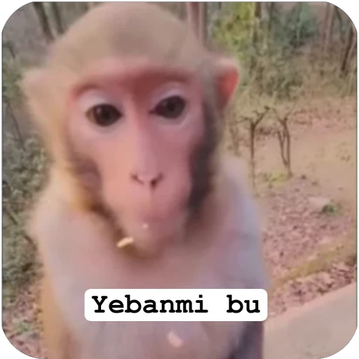 Стикерпак Muxammed 0 для Telegram