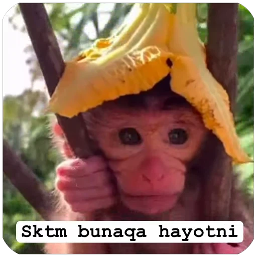 🫤 Стикер «Muxammed 0» для Telegram