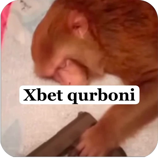 🔫 Стикер «Muxammed 0» для Telegram